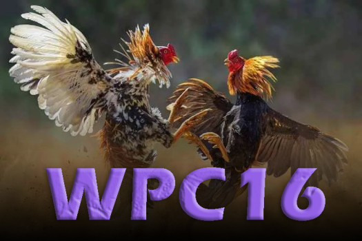 WPC16: 2023, Best Informative Guide for WPC16 Dashboard