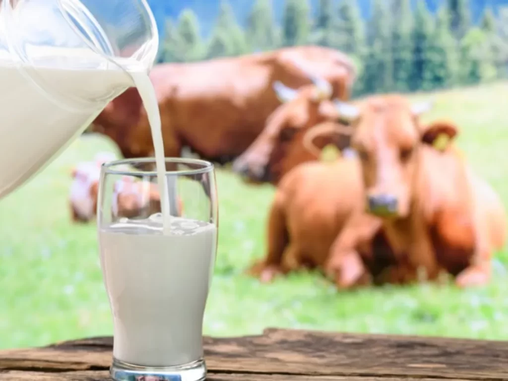 What Are The Benefits Of Cow Milk?