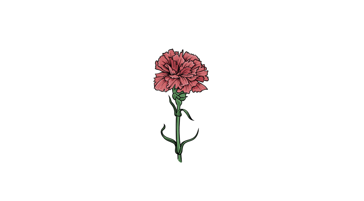 How to Draw A Carnation Easily