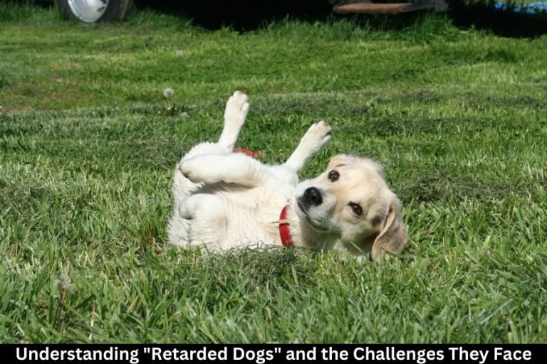 Retarded Dogs