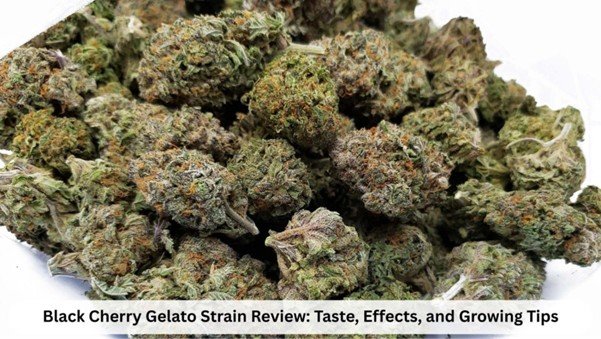 Black Cherry Gelato Strain Review