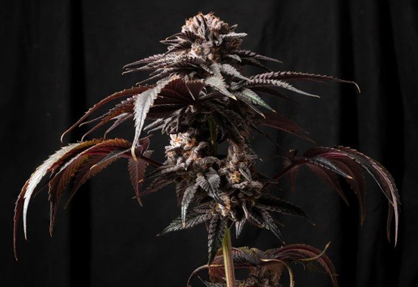 Testing For THC Strength and Overall Strength